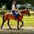 BEGINNER SAFE HORSES AVAILABLE | FAMILY HORSES | TRAIL PARTNERS | 11 thumbnail