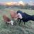Cows 2 thumbnail