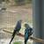 Parakeets 5 thumbnail