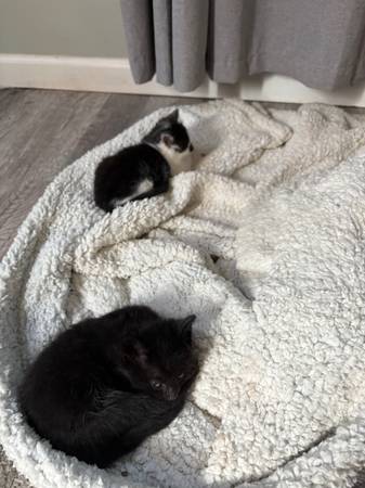 Kittys63911483553923122