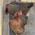 12 Welsummer Hatching Eggs - NPIP 4 thumbnail