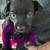 Heeler puppies 6 thumbnail