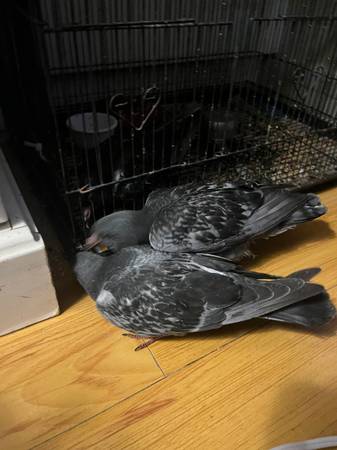 Weaned baby pigeons 1