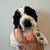 American Cocker Spaniel 13 thumbnail