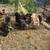 Hatching Eggs 2 thumbnail