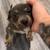 American pocket bully 2 thumbnail