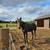 Standardbred Mare 6 thumbnail
