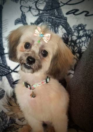 Female shihpoo puppy