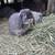 Holland lops bunny, rabbit ,13 wks old 8 thumbnail