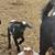 Rehoming Goats 3 thumbnail