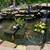 Large koi fish and plants 2 thumbnail