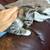 Female Kitten 3 thumbnail