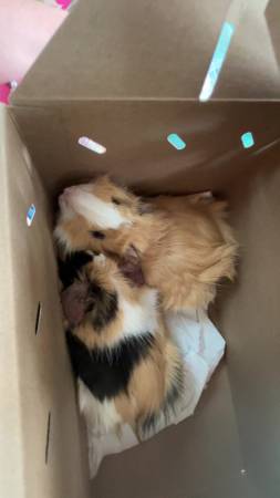 2 guinea pigs + some equiptment 30$ (wishek)63655747553793120