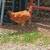 Chickens 8 thumbnail