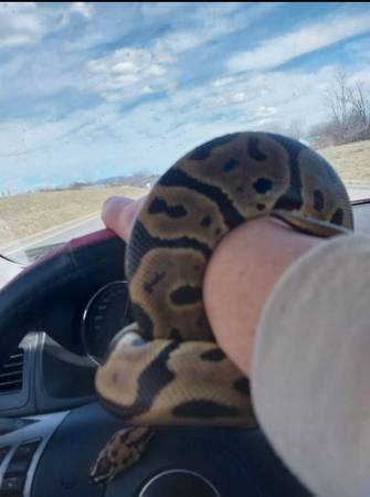 2 subadult ball pythons63866534740865120