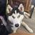 Siberian husky 2 thumbnail