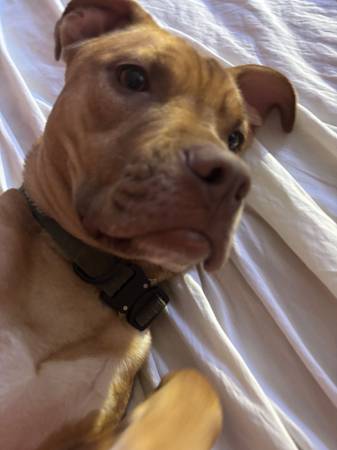 2 year old red nose male pitt 1