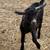 9 Week Old Alpine X Does and Bucks For Sale 3 thumbnail