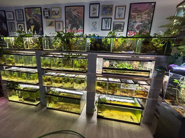 Reptiles!!! (Inverness)63867305624835120