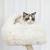 New 70" Modern Multi-Level Cat Tree Tower for Indoor Cats, Cat Trees with Sisal  5 thumbnail