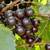 Citrus,Tropical fruit trees & rare trees  grafted arboles frutales 1 thumbnail