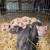 Juliana mini pigs 3 thumbnail