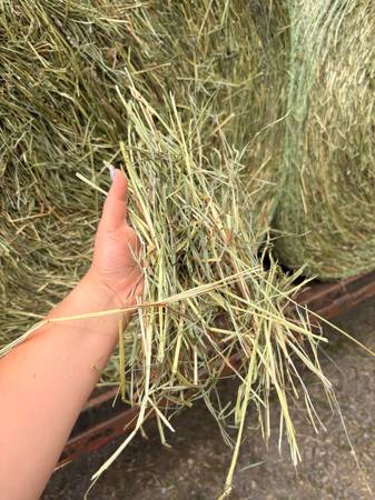 Alfalfa Grass Rounds 1
