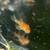 Live fish 9 thumbnail