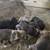 Free puppy's 1 thumbnail