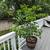 Ficus Tree & Lime Tree 5 thumbnail