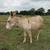 Miniature Paint Crossback Donkey Male 2 thumbnail