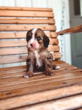 Standard Multigen Bernedoodles 1