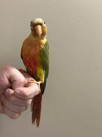 Green Cheek and Nanday Conure63831802639361122