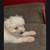 Schnauzer pup 2 thumbnail