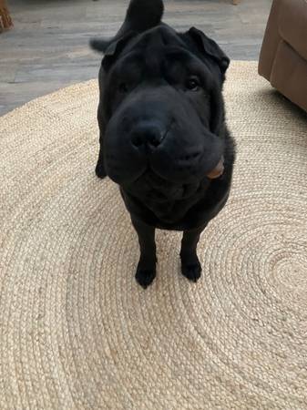 Shar pei 1