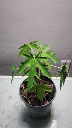 papaya tree 1