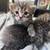 Kittens 1 thumbnail