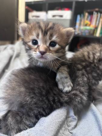 Kittens 1