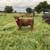 Highland Cows 6 thumbnail