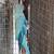 Ringneck parrot 1 thumbnail