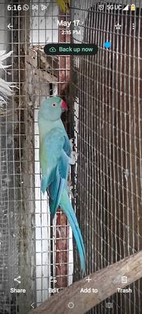 Ringneck parrot 1