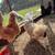 Polish breeding flock 3 thumbnail