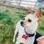 LOST CHIHUAHUA *Chatfield Reservoir* 1 thumbnail