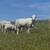 Katahdin rams 1 thumbnail