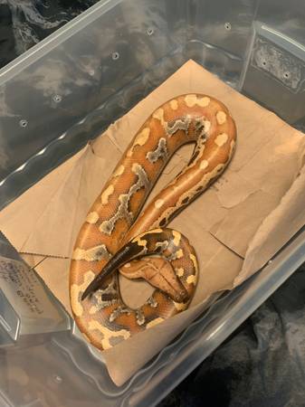 Python de sangre542220515196293122