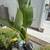 Strelitzia nicolai 2 thumbnail