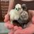 🐥 Friendly Silkie Chicks Available 🐥 1 thumbnail