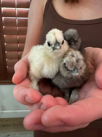 🐥 Friendly Silkie Chicks Available 🐥 1