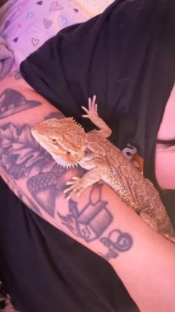 Young bearded dragon561584569656299523