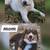 Aussie husky 4 thumbnail